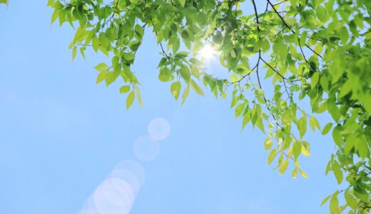 新緑まぶしい季節です