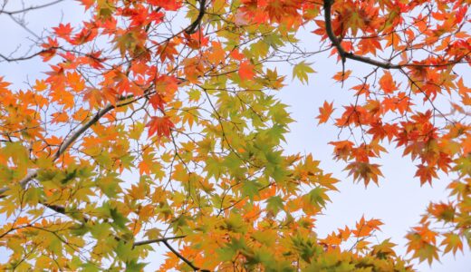 あちこちで紅葉しています