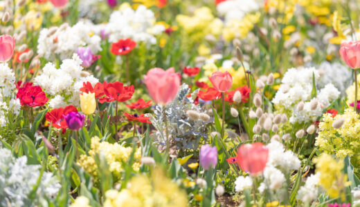 春真っ盛りで気持ちのいい季節です