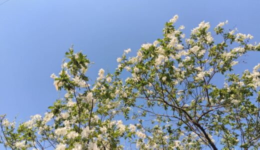 新年度が始まりました✨
